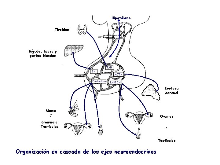 Hipotálamo Tiroides Hígado, hueso y partes blandas TSH GH Prolactina ACTH LH/FSH Corteza adrenal