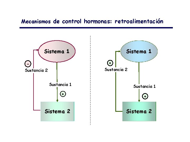 Mecanismos de control hormonas: retroalimentación Sistema 1 + - Sustancia 2 Sustancia 1 +