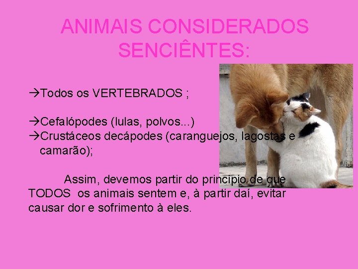  ANIMAIS CONSIDERADOS SENCIÊNTES: Todos os VERTEBRADOS ; Cefalópodes (lulas, polvos. . . )