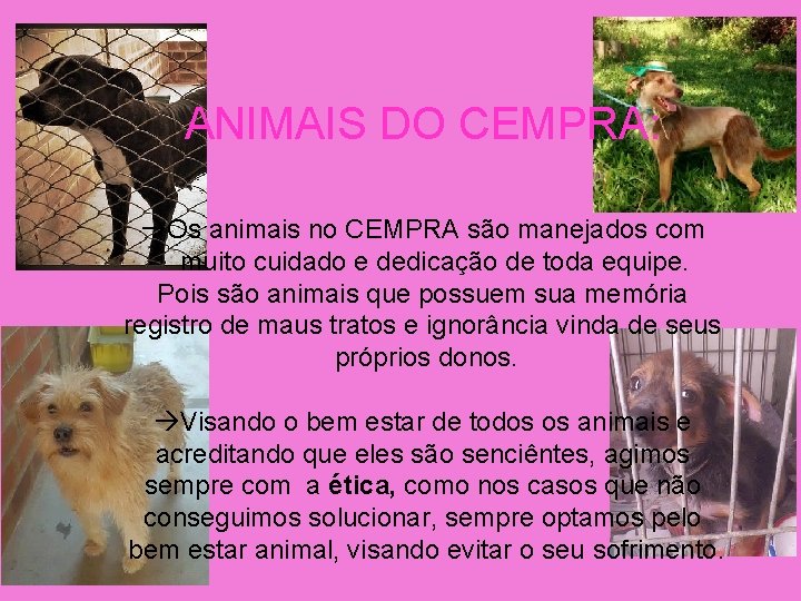 ANIMAIS DO CEMPRA: Os animais no CEMPRA são manejados com muito cuidado e dedicação