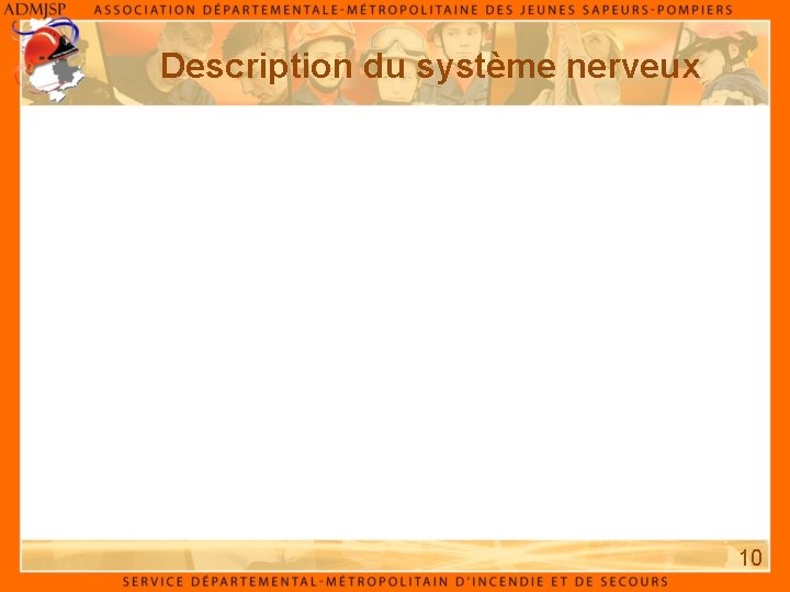 Description du système nerveux 10 