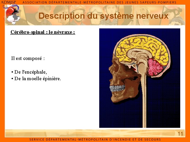 Description du système nerveux Cérébro-spinal : le névraxe : Il est composé : •