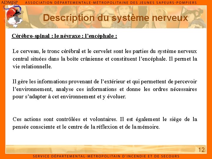 Description du système nerveux Cérébro-spinal : le névraxe : l’encéphale : Le cerveau, le