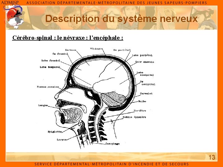 Description du système nerveux Cérébro-spinal : le névraxe : l’encéphale : 13 