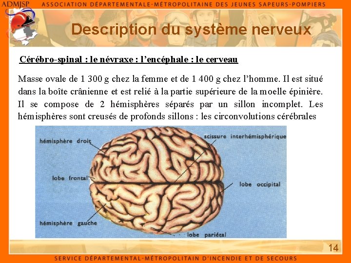 Description du système nerveux Cérébro-spinal : le névraxe : l’encéphale : le cerveau Masse