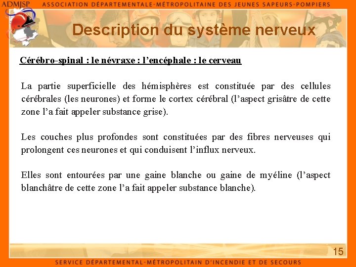 Description du système nerveux Cérébro-spinal : le névraxe : l’encéphale : le cerveau La