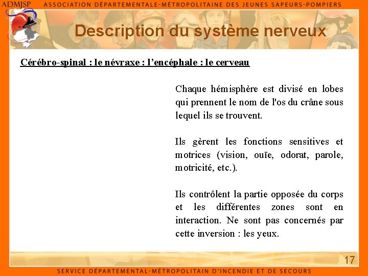 Description du système nerveux Cérébro-spinal : le névraxe : l’encéphale : le cerveau Chaque