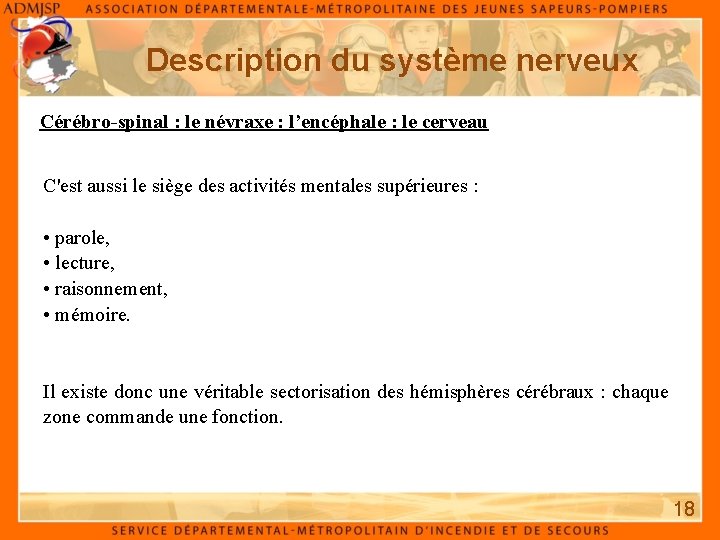 Description du système nerveux Cérébro-spinal : le névraxe : l’encéphale : le cerveau C'est