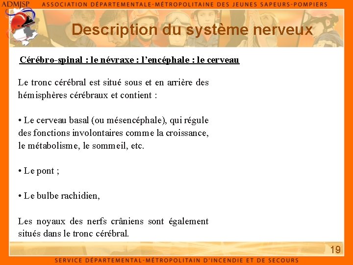 Description du système nerveux Cérébro-spinal : le névraxe : l’encéphale : le cerveau Le