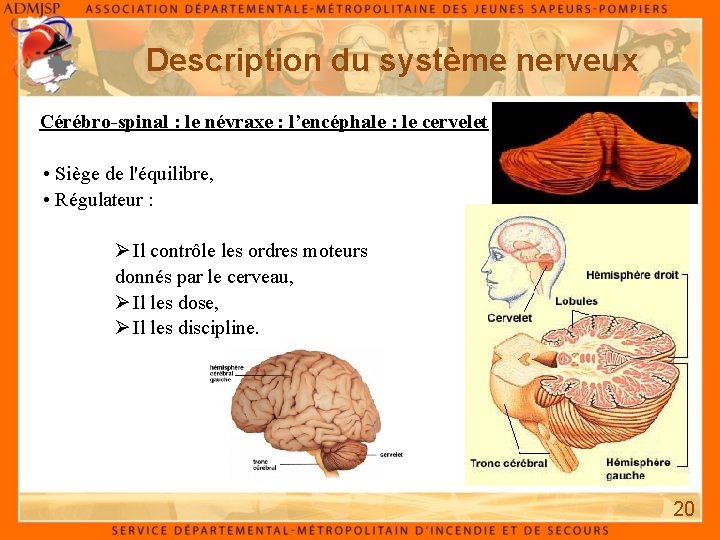 Description du système nerveux Cérébro-spinal : le névraxe : l’encéphale : le cervelet •