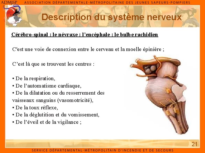 Description du système nerveux Cérébro-spinal : le névraxe : l’encéphale : le bulbe rachidien