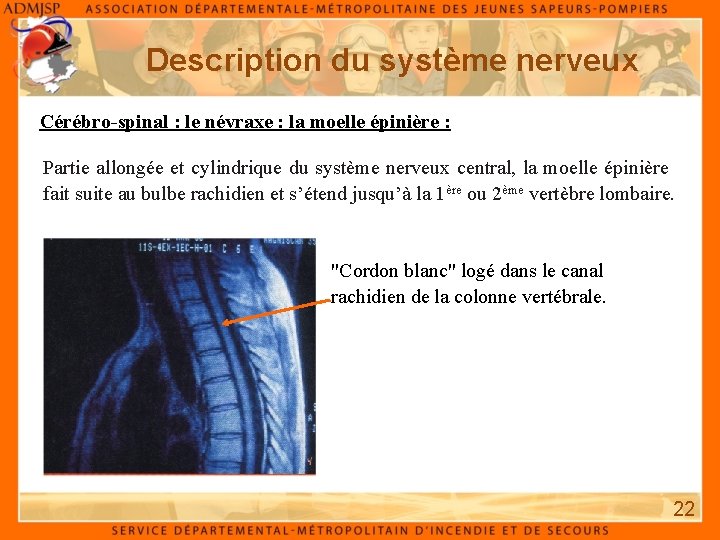 Description du système nerveux Cérébro-spinal : le névraxe : la moelle épinière : Partie