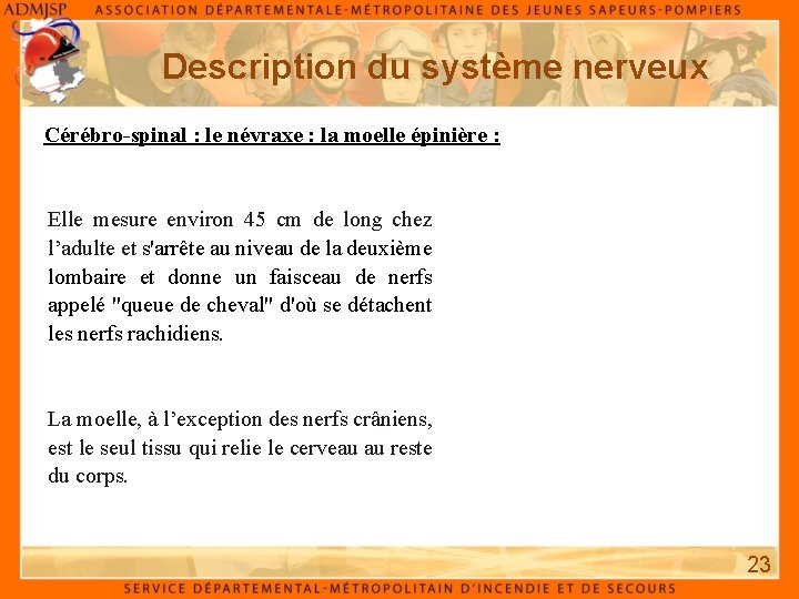 Description du système nerveux Cérébro-spinal : le névraxe : la moelle épinière : Elle