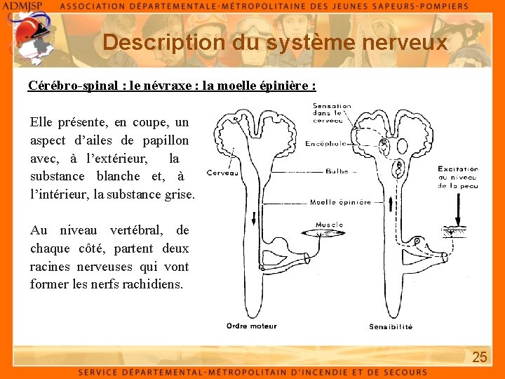 Description du système nerveux Cérébro-spinal : le névraxe : la moelle épinière : Elle
