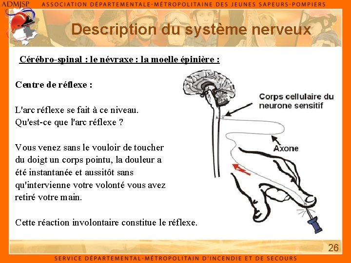 Description du système nerveux Cérébro-spinal : le névraxe : la moelle épinière : Centre