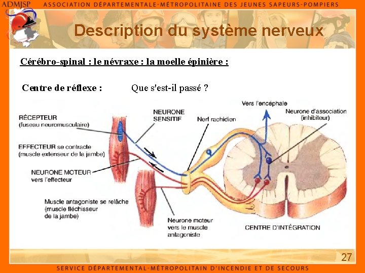Description du système nerveux Cérébro-spinal : le névraxe : la moelle épinière : Centre