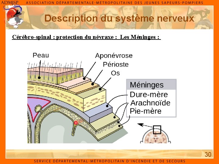 Description du système nerveux Cérébro-spinal : protection du névraxe : Les Méninges : 30