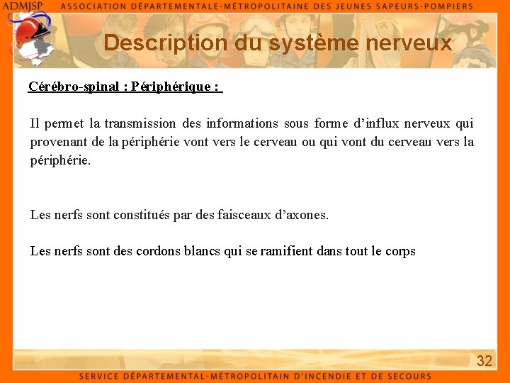 Description du système nerveux Cérébro-spinal : Périphérique : Il permet la transmission des informations