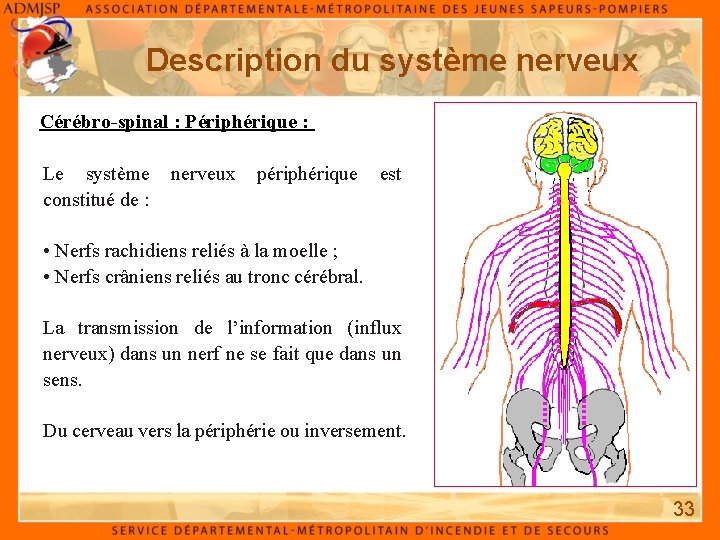 Description du système nerveux Cérébro-spinal : Périphérique : Le système nerveux périphérique est constitué