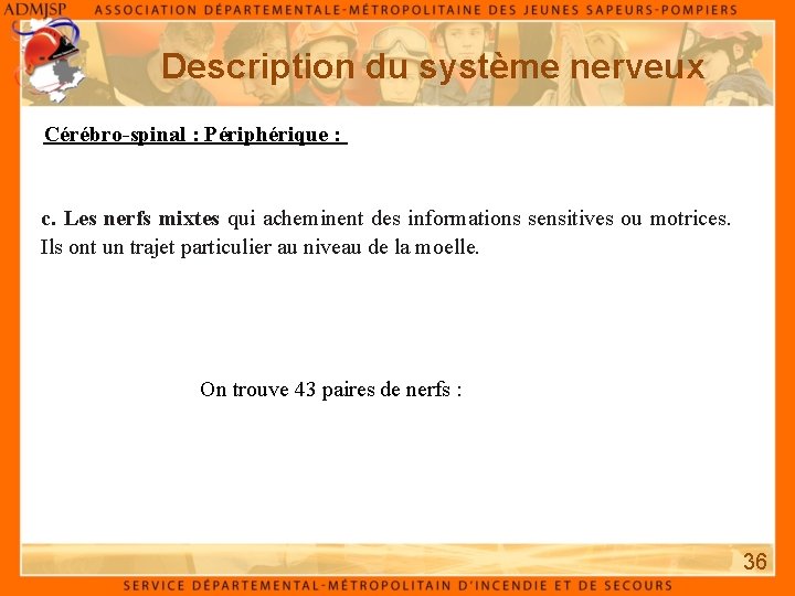 Description du système nerveux Cérébro-spinal : Périphérique : c. Les nerfs mixtes qui acheminent