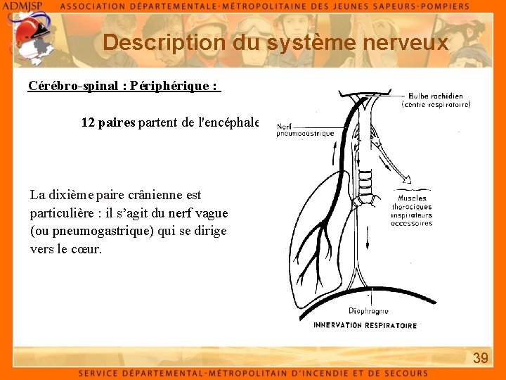 Description du système nerveux Cérébro-spinal : Périphérique : 12 paires partent de l'encéphale :