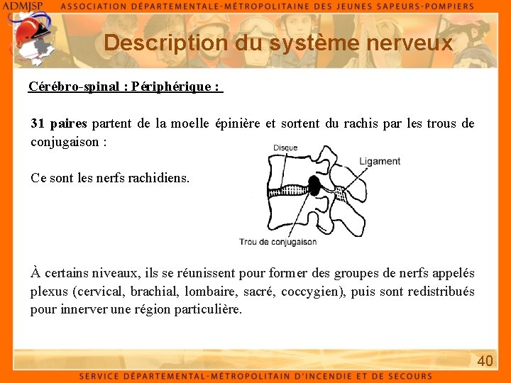 Description du système nerveux Cérébro-spinal : Périphérique : 31 paires partent de la moelle