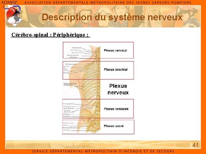 Description du système nerveux Cérébro-spinal : Périphérique : 41 