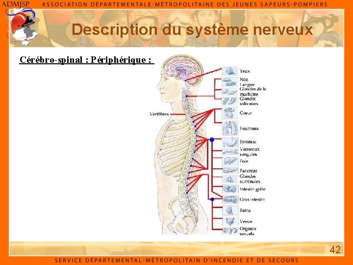 Description du système nerveux Cérébro-spinal : Périphérique : 42 