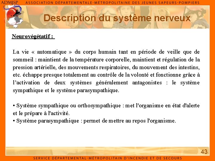 Description du système nerveux Neurovégétatif : La vie « automatique » du corps humain