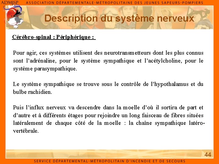 Description du système nerveux Cérébro-spinal : Périphérique : Pour agir, ces systèmes utilisent des