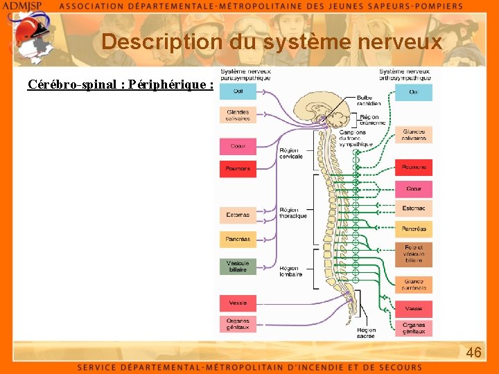 Description du système nerveux Cérébro-spinal : Périphérique : 46 