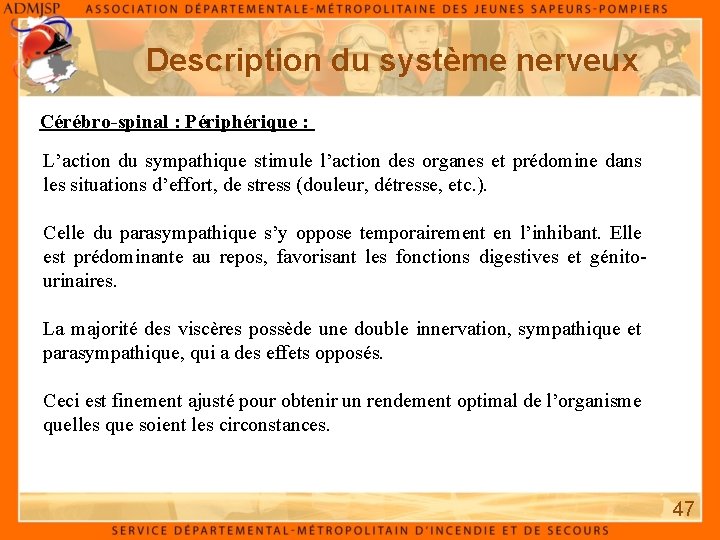 Description du système nerveux Cérébro-spinal : Périphérique : L’action du sympathique stimule l’action des