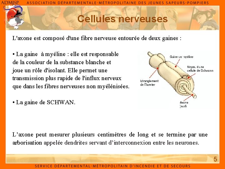 Cellules nerveuses L'axone est composé d'une fibre nerveuse entourée de deux gaines : •