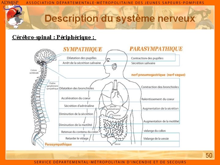 Description du système nerveux Cérébro-spinal : Périphérique : 50 