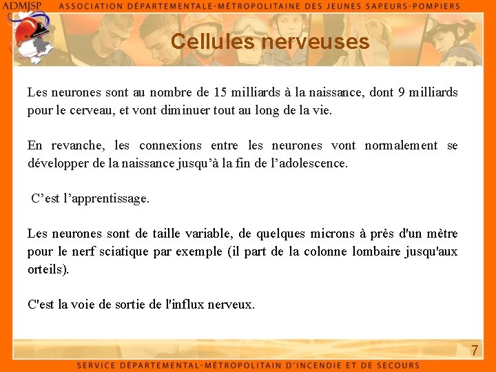 Cellules nerveuses Les neurones sont au nombre de 15 milliards à la naissance, dont