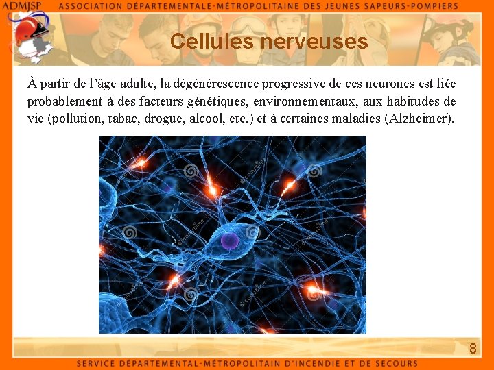 Cellules nerveuses À partir de l’âge adulte, la dégénérescence progressive de ces neurones est