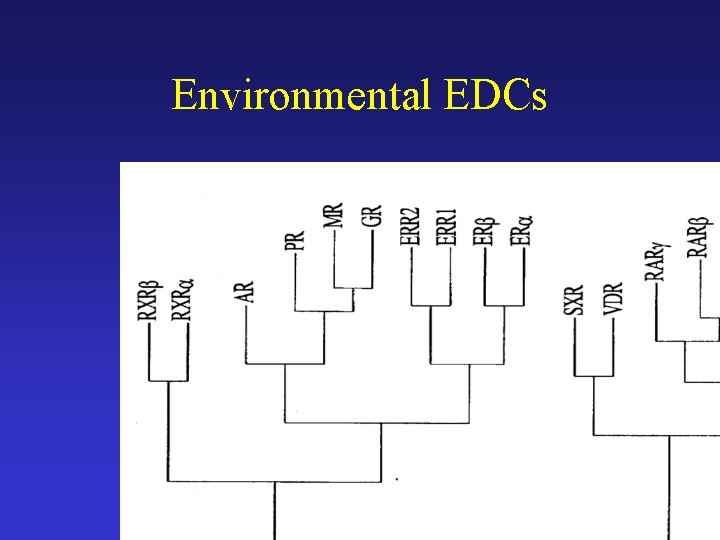 Environmental EDCs Modified from Mc. Lachlan, 2001. Endocrine Reviews. 