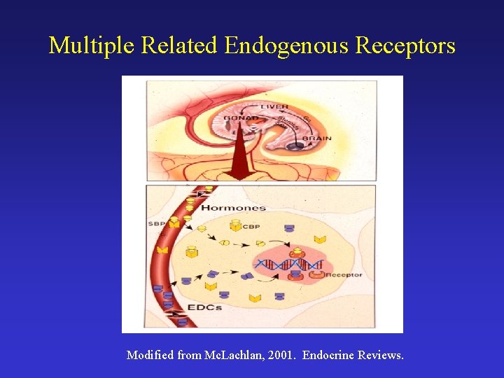 Multiple Related Endogenous Receptors Modified from Mc. Lachlan, 2001. Endocrine Reviews. 