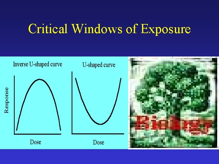 Critical Windows of Exposure 