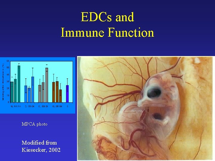 EDCs and Immune Function MPCA photo Modified from Kiesecker, 2002 