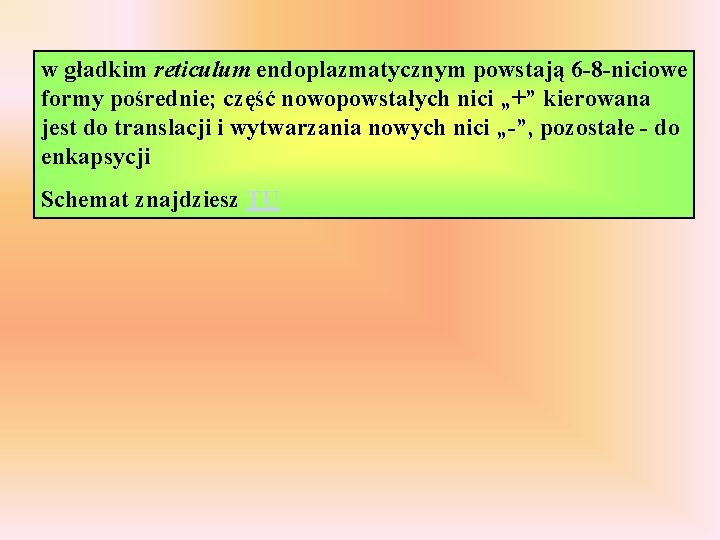 w gładkim reticulum endoplazmatycznym powstają 6 -8 -niciowe formy pośrednie; część nowopowstałych nici „+”