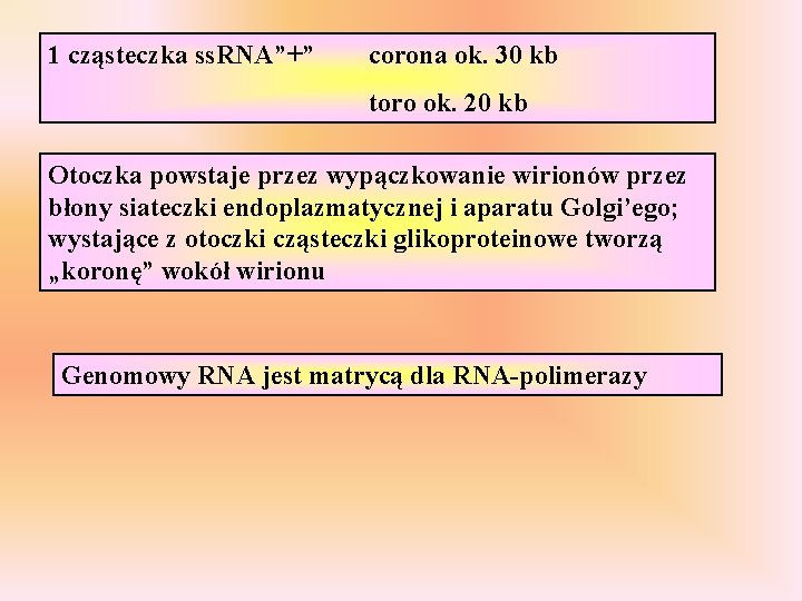 1 cząsteczka ss. RNA”+” corona ok. 30 kb toro ok. 20 kb Otoczka powstaje