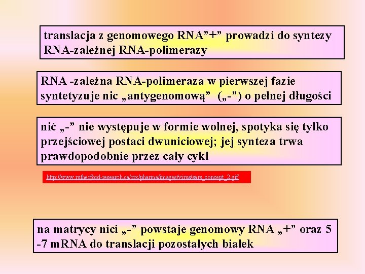 translacja z genomowego RNA”+” prowadzi do syntezy RNA-zależnej RNA-polimerazy RNA -zależna RNA-polimeraza w pierwszej