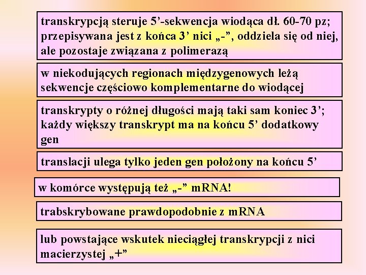 transkrypcją steruje 5’-sekwencja wiodąca dł. 60 -70 pz; przepisywana jest z końca 3’ nici transkrypcją steruje 5’-sekwencja wiodąca dł. 60 -70 pz; przepisywana jest z końca 3’ nici
