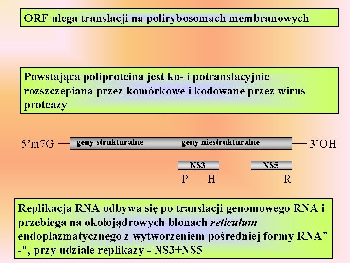 ORF ulega translacji na polirybosomach membranowych Powstająca poliproteina jest ko- i potranslacyjnie rozszczepiana przez