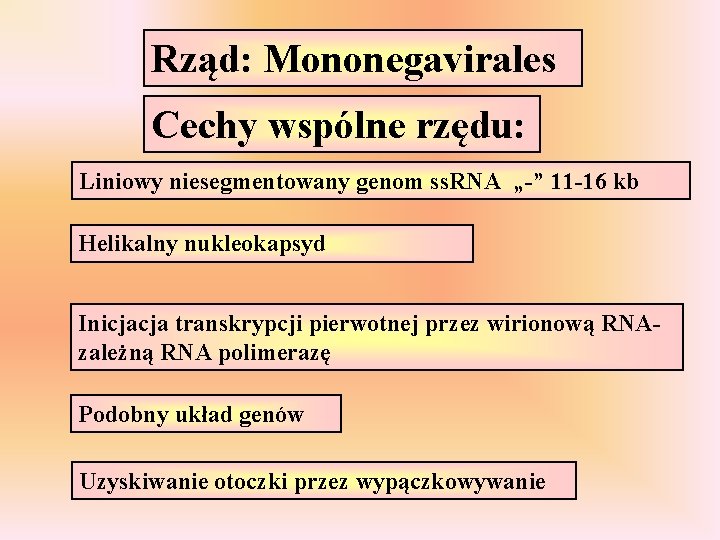 Rząd: Mononegavirales Cechy wspólne rzędu: Liniowy niesegmentowany genom ss. RNA „-” 11 -16 kb