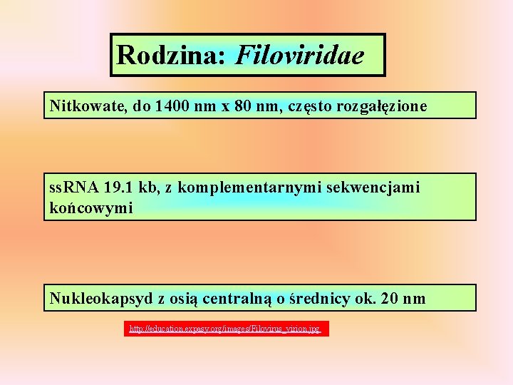 Rodzina: Filoviridae Nitkowate, do 1400 nm x 80 nm, często rozgałęzione ss. RNA 19.