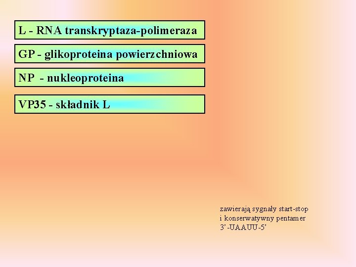 L - RNA transkryptaza-polimeraza GP - glikoproteina powierzchniowa NP - nukleoproteina VP 35 -