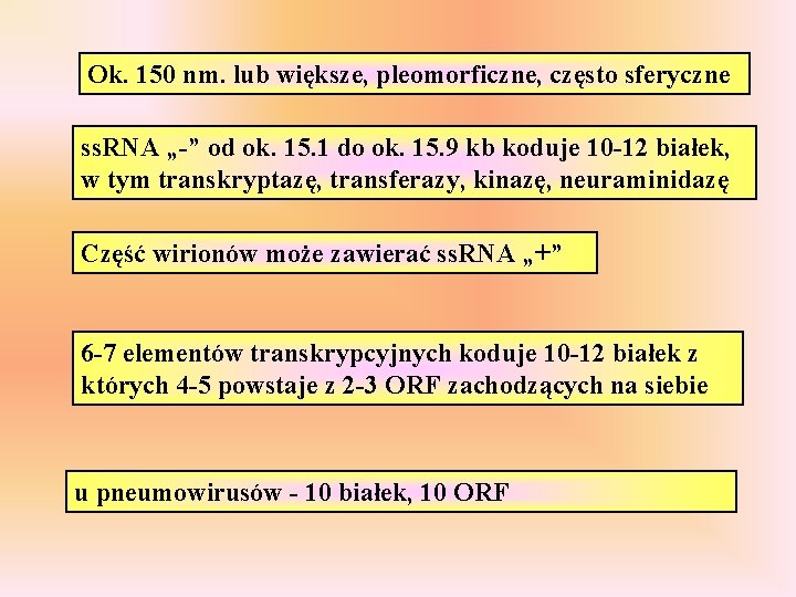 Ok. 150 nm. lub większe, pleomorficzne, często sferyczne ss. RNA „-” od ok. 15.