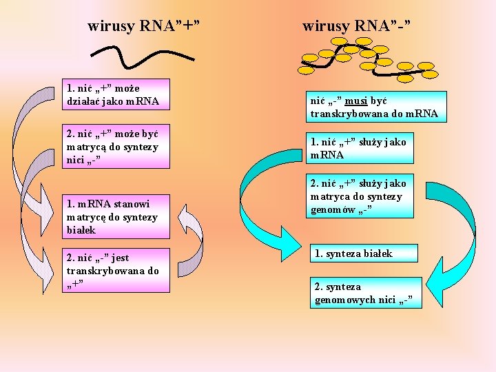 wirusy RNA”+” 1. nić „+” może działać jako m. RNA 2. nić „+” może